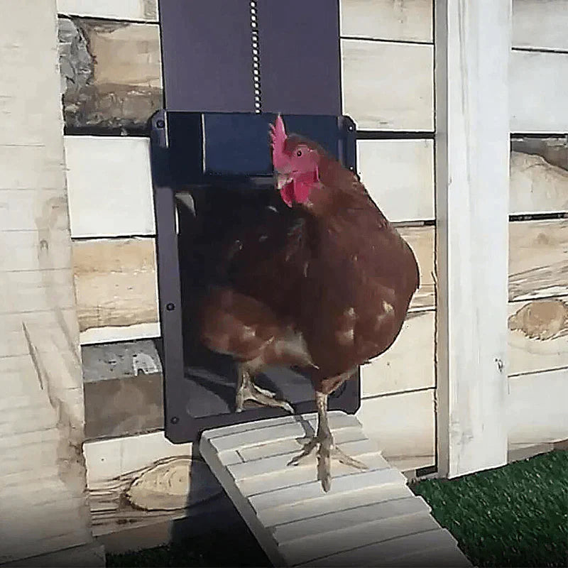 CluckGuard - Robuuste en Weerbestendige Kippenhok Deur