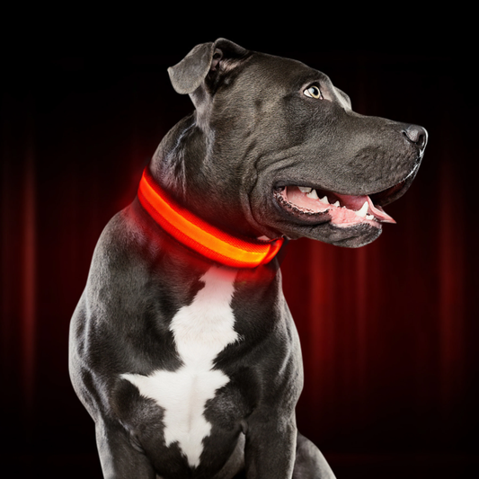 GlowPaw - LED Verlichte Veiligheidshalsband voor Honden